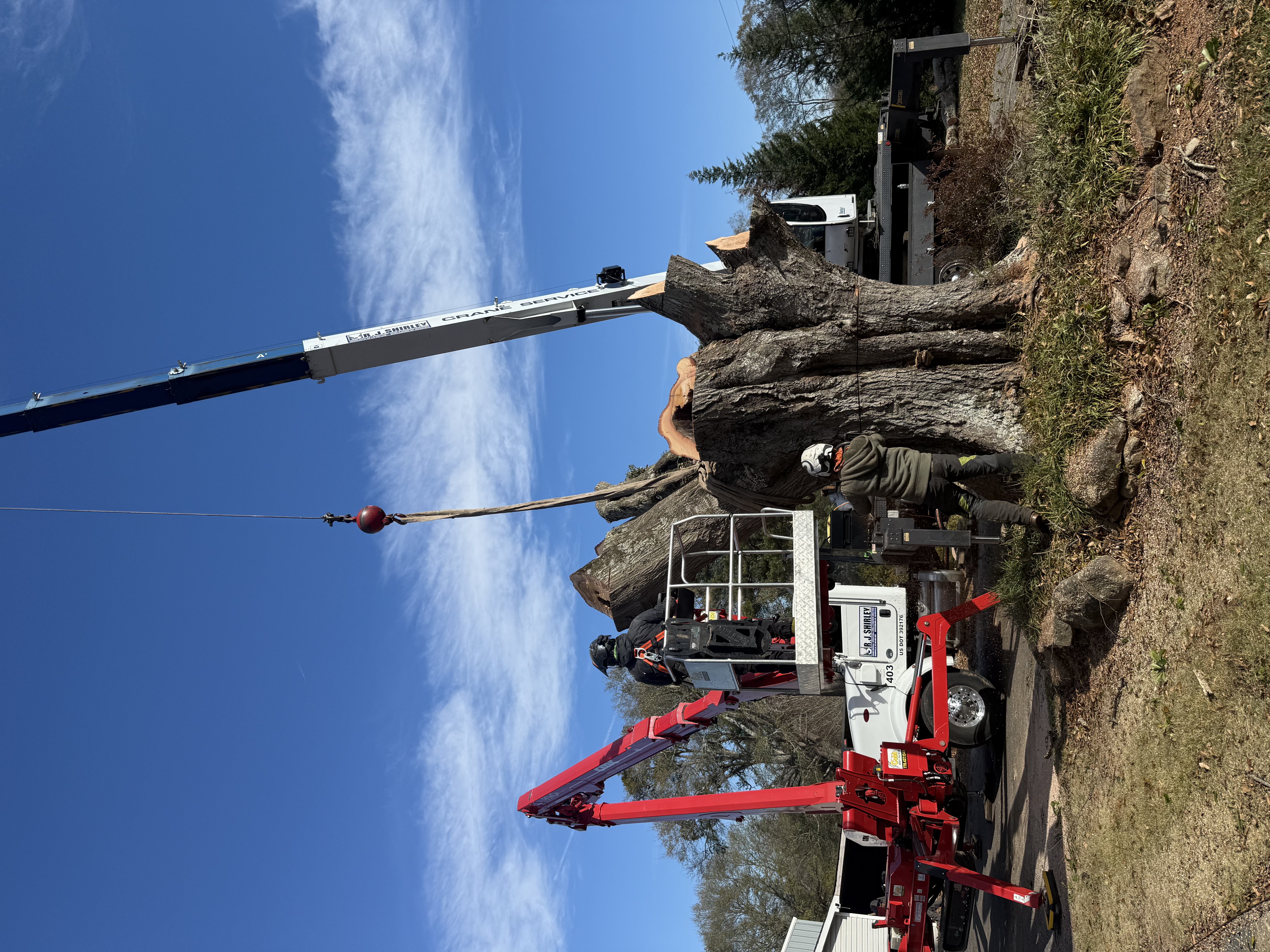 Carson Tree Company work site