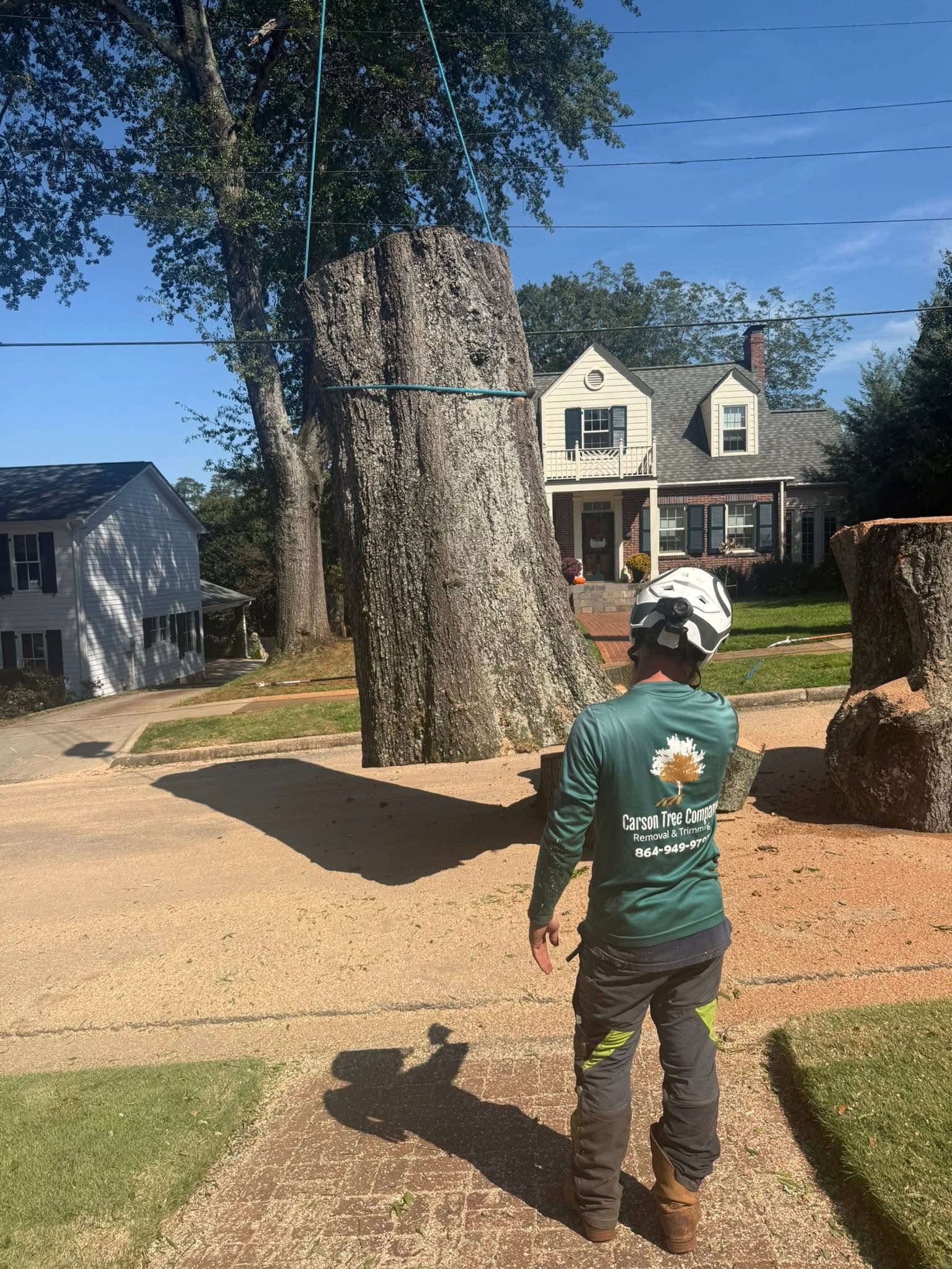 Professional tree services
