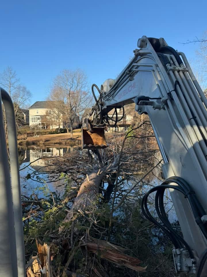 Understanding Tree Root Systems and Foundation Protection