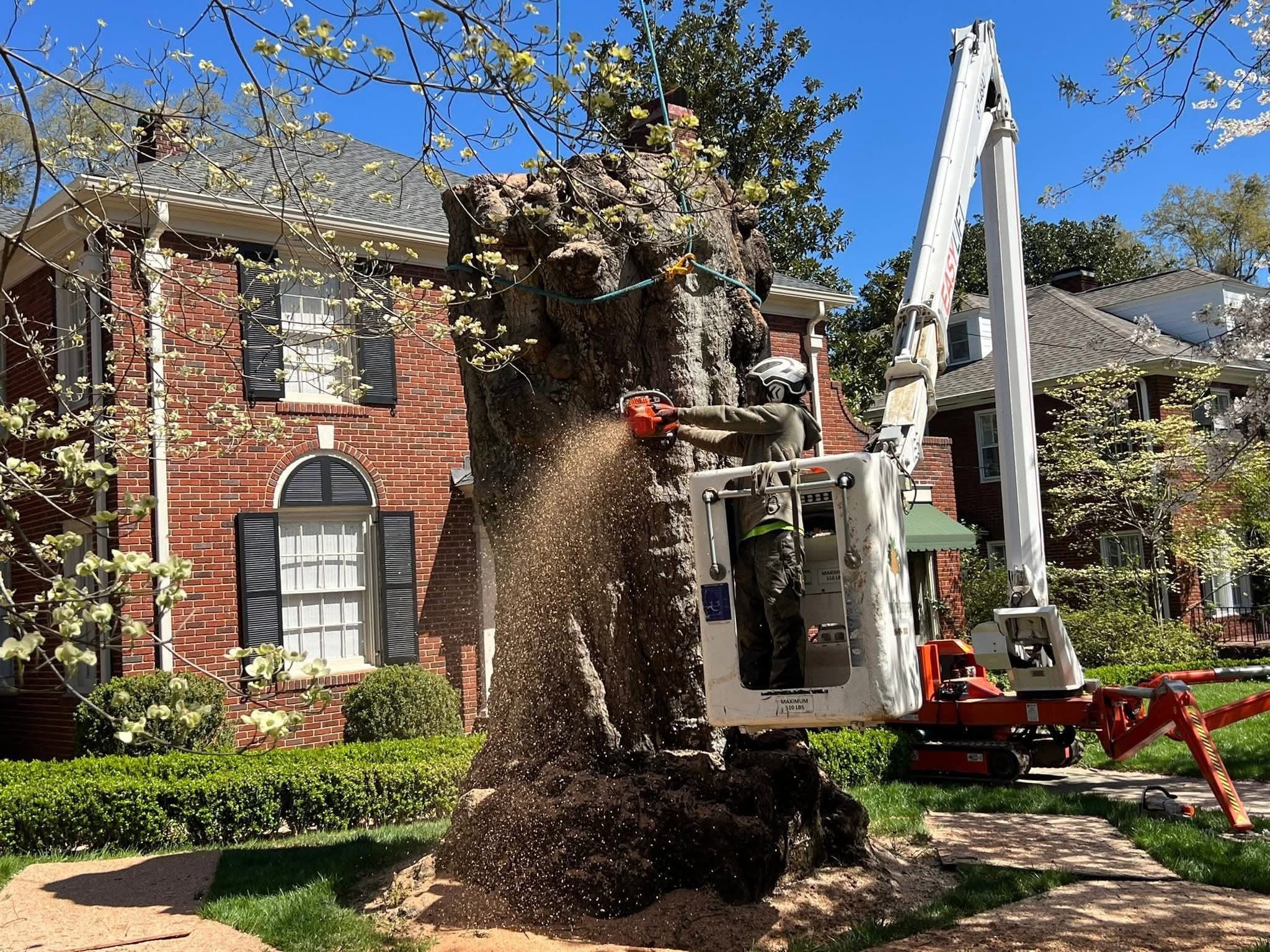 Large tree requiring professional assessment in Greenville SC