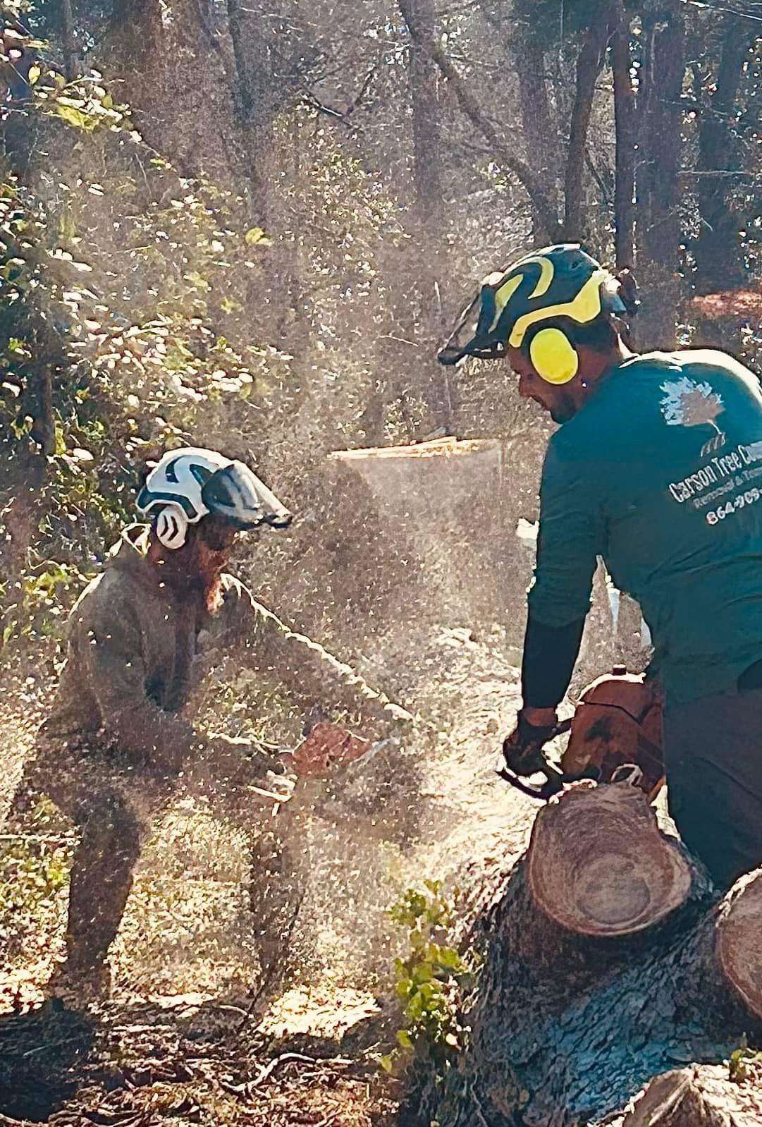 Carson Tree Company team at work