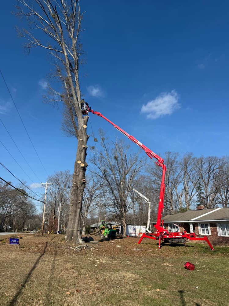 Tree Service Greenville SC | Carson Tree Company