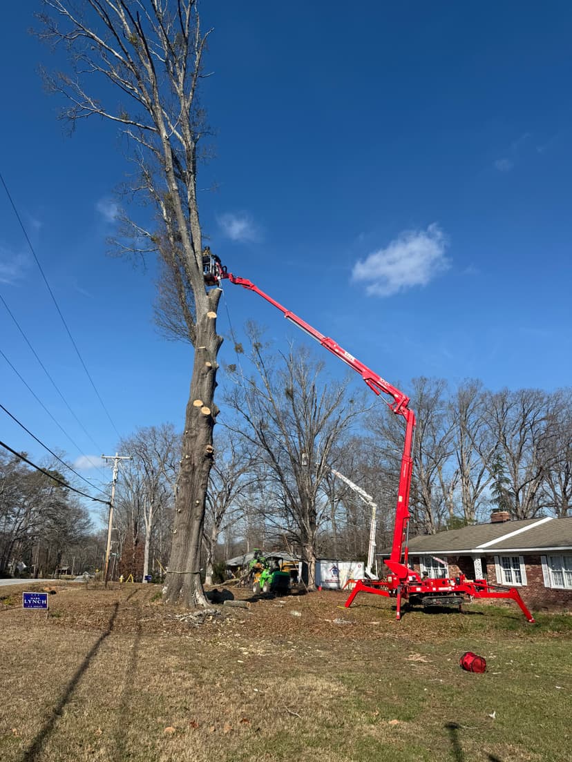 Tree Service Greenville SC | Carson Tree Company