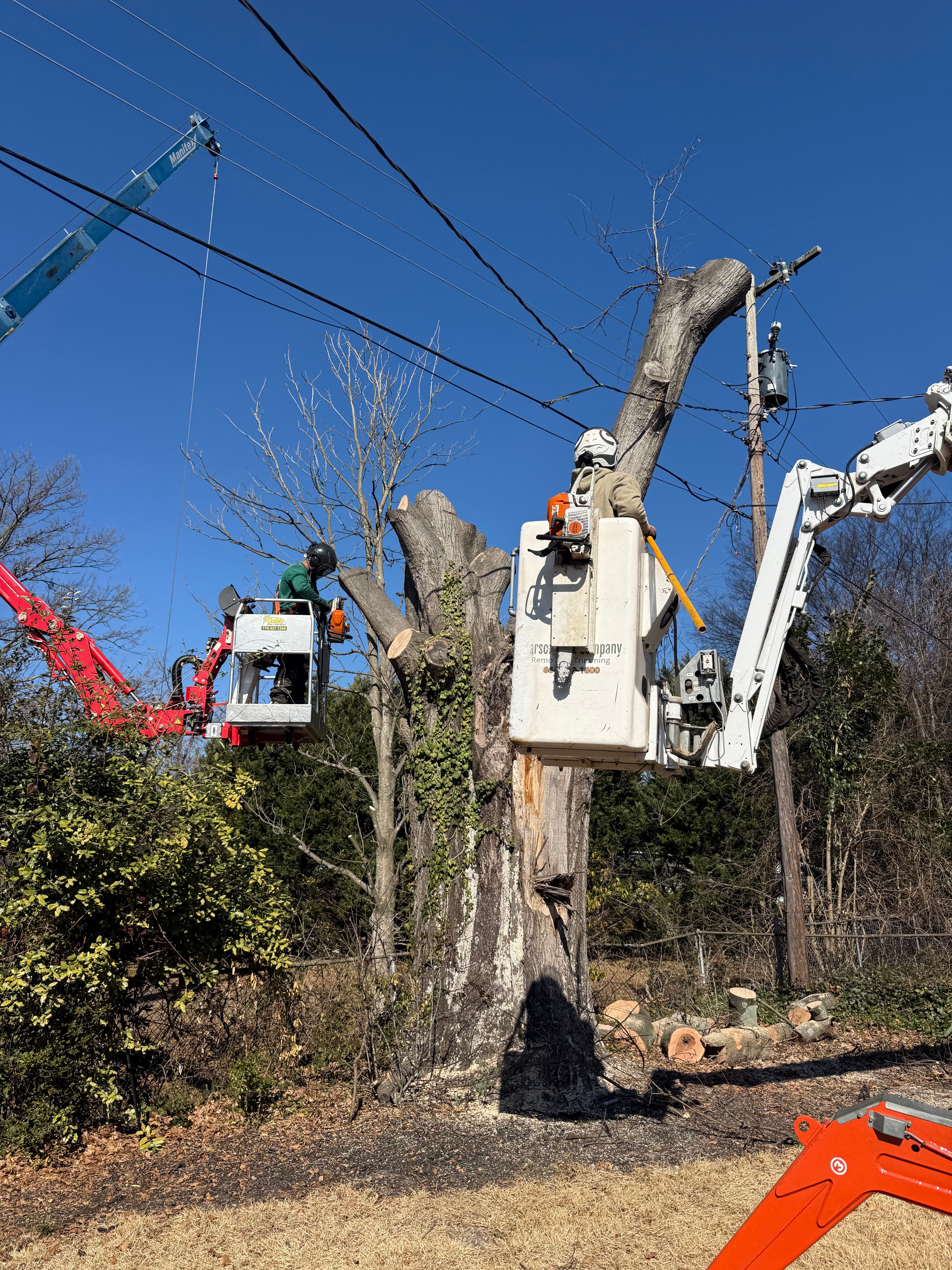 Stump Grinding vs. Stump Removal: Which Is Right for You?