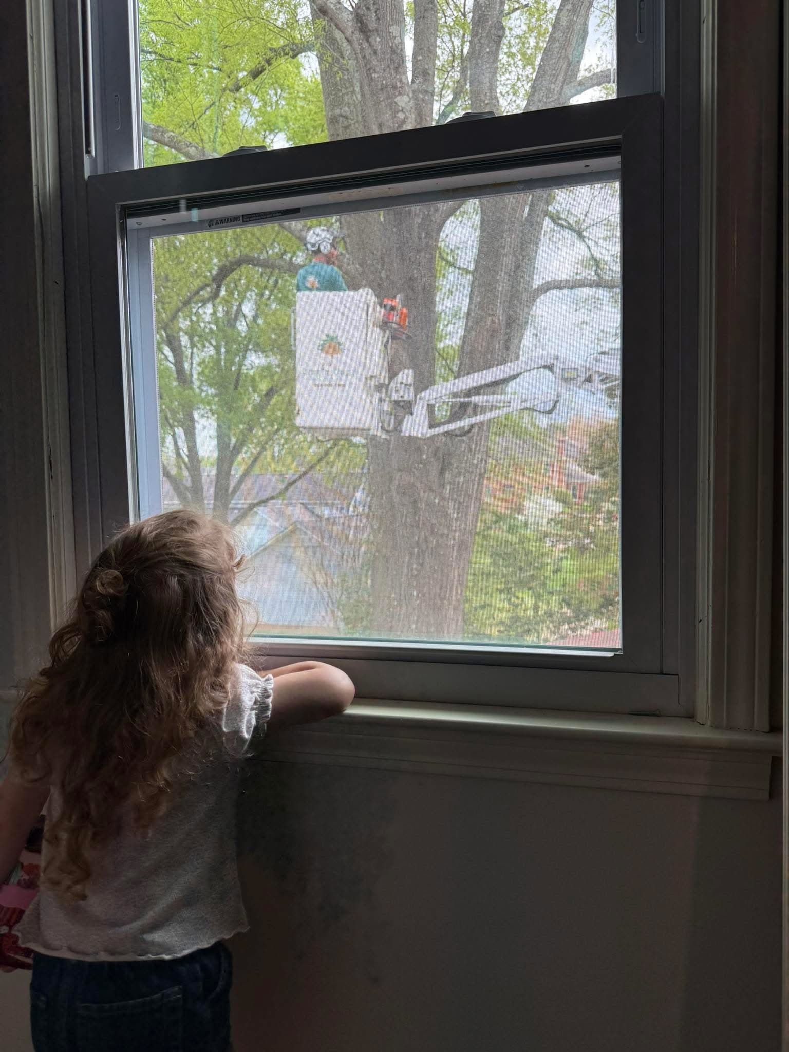 The Environmental Benefits of Professional Tree Care