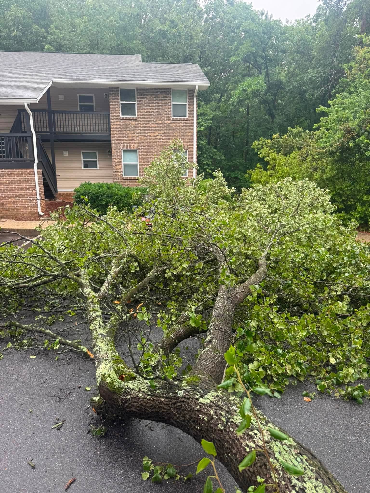 Fallen and hazardous tree removal Greenville SC