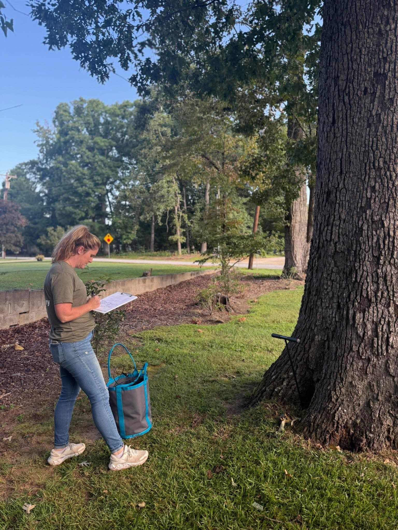 Professional tree health assessment
