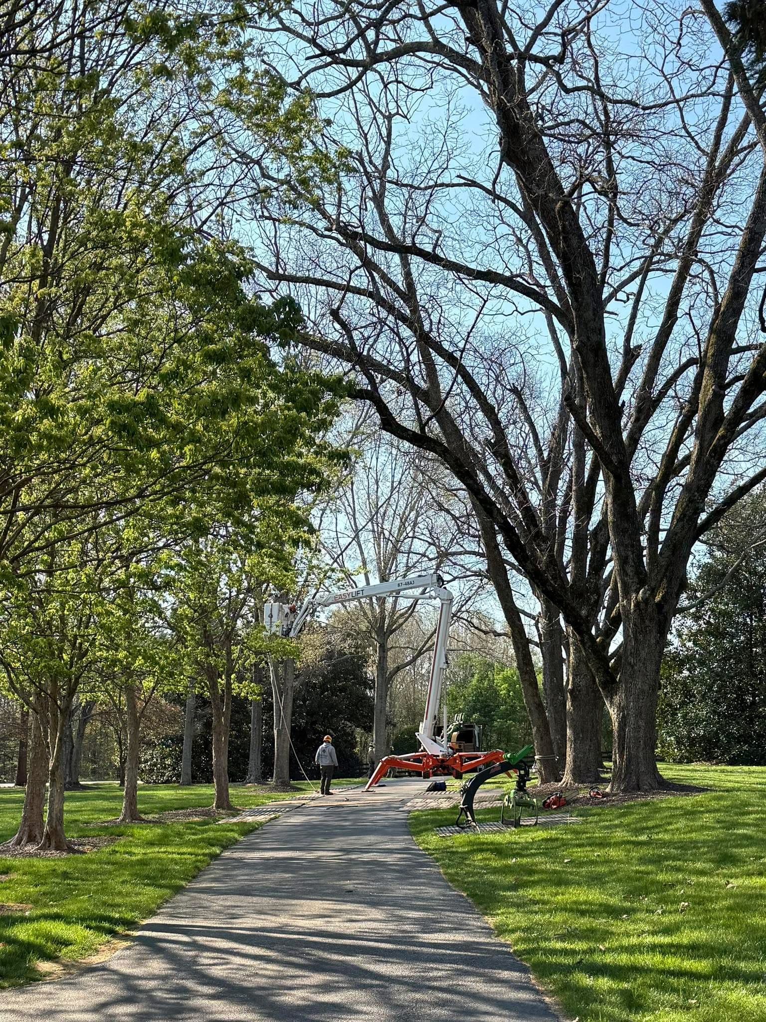 Tree Trimming & Pruning