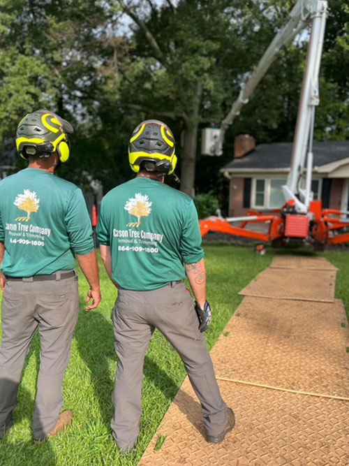 tree removal service near me