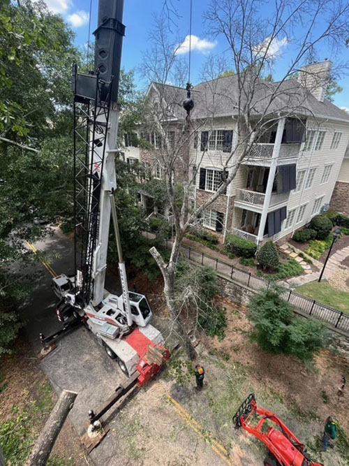 Professional Tree Removal Company in Greenville, SC