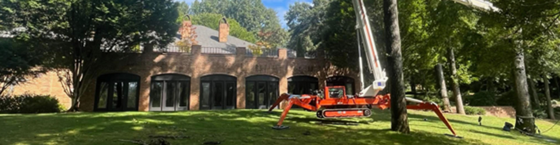 affordable and professional tree service near me 