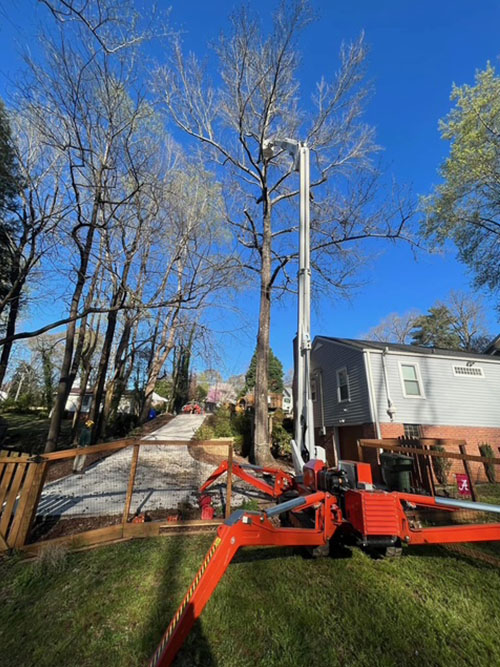 Professional Greenville Tree Services