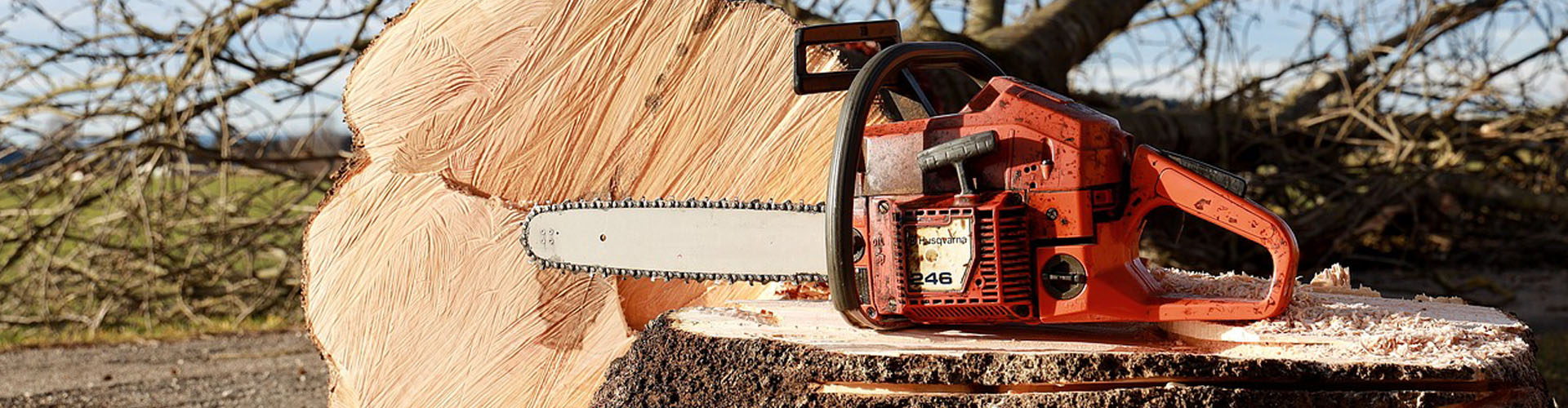 Professional Tree Removal Service Near Me